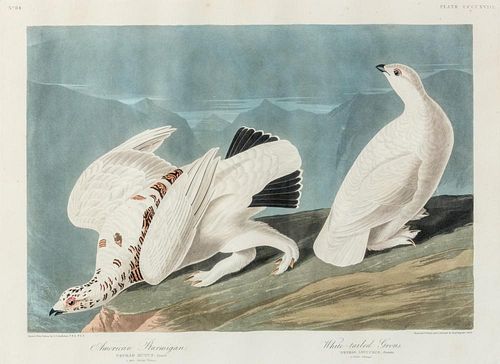AUDUBON, John James (1785-1851) American Ptarmigan and White-tailed Grous (Plate CCCCXVIII) Tetrao Mutus; Tetrao Leucurus. 18