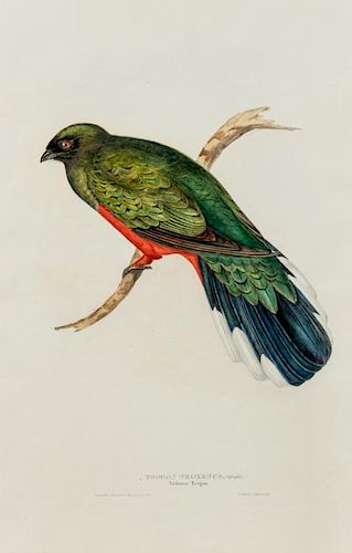 GOULD, John. A group of 5 plates from A Monograph of the Trogonidae, or Family of Trogons. London, [ca 1858-1875].