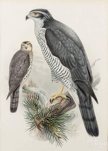 J. Wolf & Henry C. Richter, color lithograph of Haliaetus Albicilla, 21'' x 14 1/2'', together with