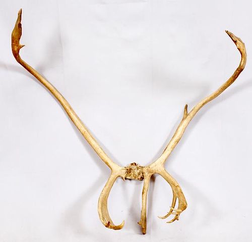UNMOUNTED CARIBOU ANTLERS