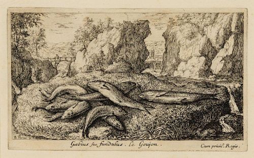 Albert Flamen, (Fllemish, b. circa 1620-d. after 1688), Gabius siue fundulus, Le Goujon (The Gudgeon), from Fresh Water Fish,