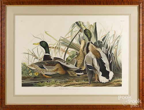 Museum of Natural History Edition color lithograph