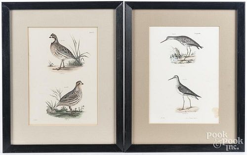 Four color bird lithographs
