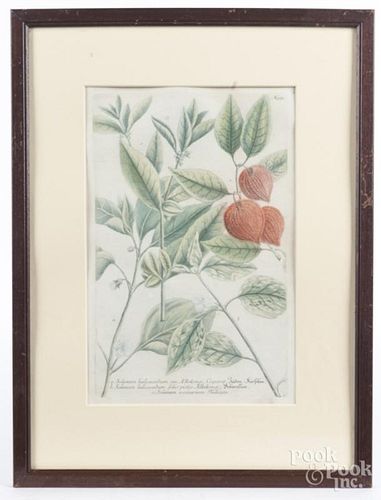 Hand colored engraved botanical, 18th c.