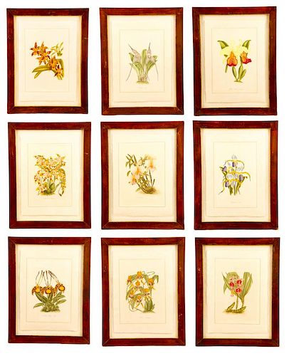 La Roche Laffitte, Set of Nine Botanical Studies