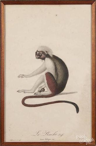 Three Jean Baptiste Audebert (1759-1800), color engravings from Natural History of Monkeys, 16'' x 10