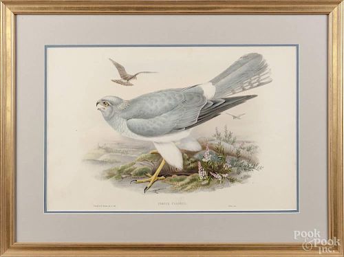 John Gould & Henry C. Richter, color lithograph of Circus Cyaneus, 14'' x 21 1/2''.