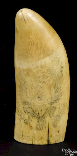 Large scrimshaw whale tooth