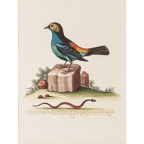 Hand-Colored Avian Prints by George Edwards and Eleazar Albin