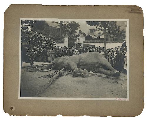 Fritz Asian Elephant Death Photo. Barnum and Bailey Circus.