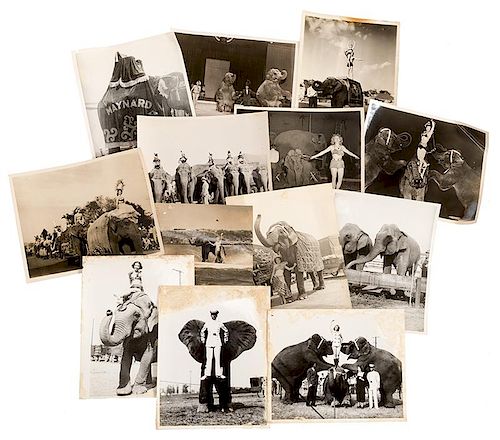 Circus Elephants Archive of 25 Photographs.