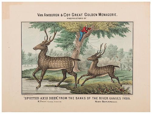 Van Amburgh & Co.’s Great Golden Menagerie. “Spotted Axis Deer,” from the banks of the River Ganges in India.