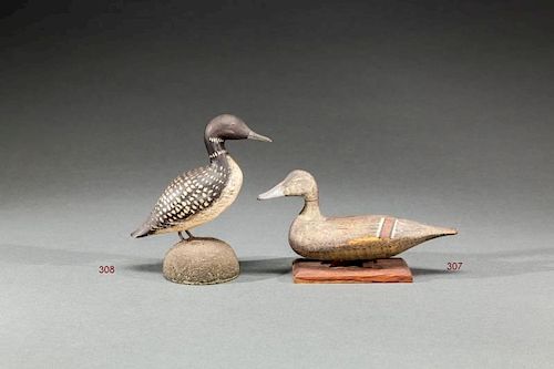 Miniature Pintail Hen