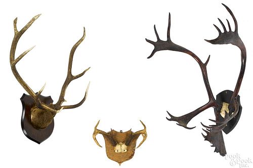 Three mounted antlers