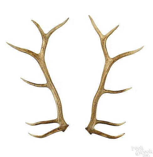 Pair of 6 x 6 elk antlers.