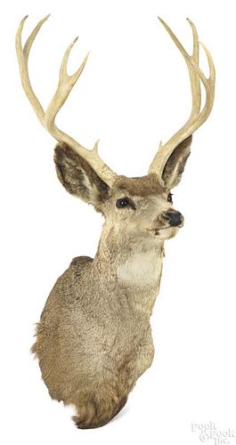 Taxidermy mule deer head mount