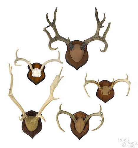 Five sets of deer antlers.