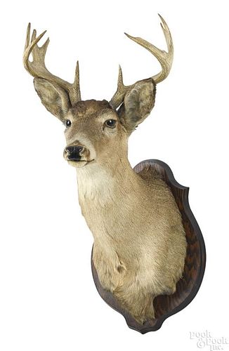 Taxidermy whitetail deer head mount, ten point.