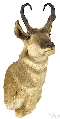Taxidermy pronghorn antelope head mount