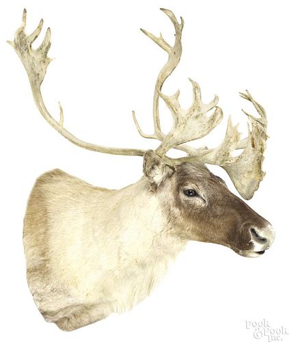 Taxidermy caribou head mount