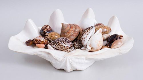 COLLECTION OF SEA SHELLS CONTAINED IN LARGE SCALLOP SHELL BOWL