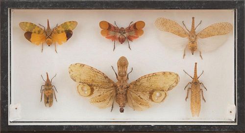 GROUP OF EIGHT INSECT SPECIMENS