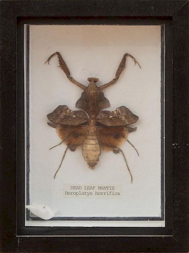GROUP OF FOUR SOUTHEAST ASIAN INSECT SPECIMENS