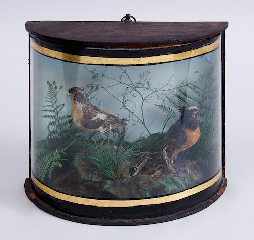 TAXIDERMY DIORAMA OF TWO SONG BIRDS