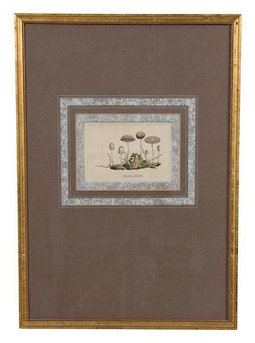 A Collection of Twelve Botanical Engravings Largest framed dimensions 27 x 9 inches.