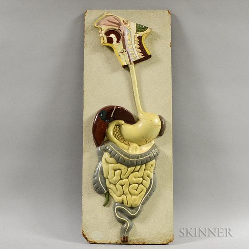 Painted Composite Sculpture of the Human Digestive System, ht. 32 1/2, wd. 12 in.