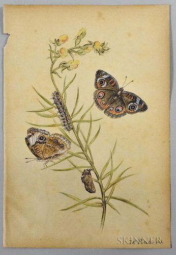 Titian Ramsay Peale (American, 1800-1885) Common Buckeye. Signed and inscribed "TR Peale del" l.r. Watercolor and gouache on