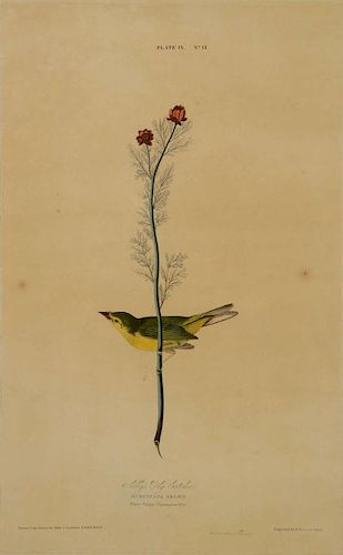 AUDUBON, 1827 HAVELL EDITION SHELBY'S FLY CATCHER