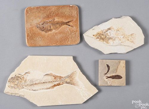 Four fossilized fish