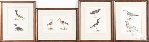 Four color bird engravings
