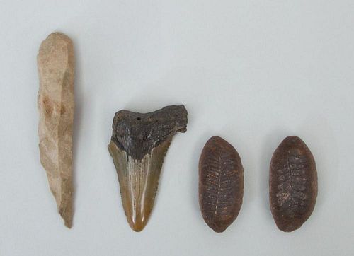 TWO FOSSILS, A PETRIFIED TOOTH, AND A STONE ARROWHEAD