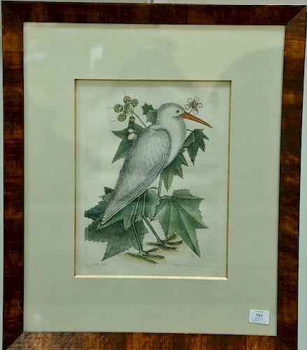 Mark Catesby, hand colored engraving, The Little White Heron, Ardea Alba Minor Carolinensis, plate size 13 3/4" x 10 1/4", si