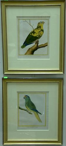 Francois-Nicolas Martinet (1760-1800), set of five hand colored engravings, Bird Studies, (1) L'Ara Vert du Bresil (2) Perruc