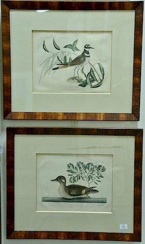 Mark Catesby, pair of hand colored engravings, The Chattering Plover Pluvialis Vociferus T71 and The Little Brown Duck, Anas