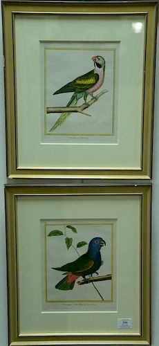 Francois-Nicolas Martinet (1760-1800), set of four hand colored engravings, Bird Studies, (1) Perroquet de la Martinique (2)