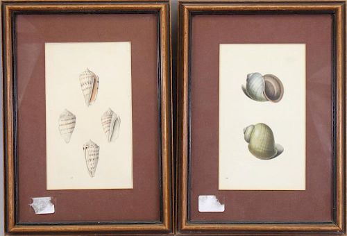 (2) Framed Prints of Sea Shells