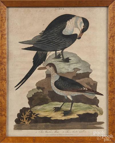 Three color ornithological engravings by J. Pass, early 19th c., 10'' x 7 3/4''.