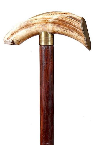 Hippo Tooth Cane