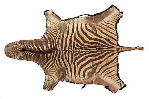 A Zebra Skin Rug Length 8 feet 3 inches.