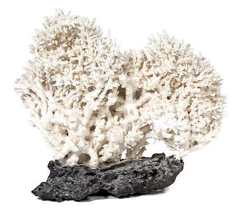 A Petrified Piece of Coral Height 22 x width 24 inches.
