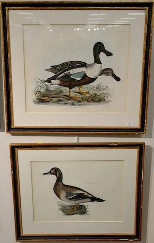 Pair of Prideaux John Selby framed elephant folio hand colored engravings "Common Shoveler, M+F" and "Bimaculated Duck, Male"
