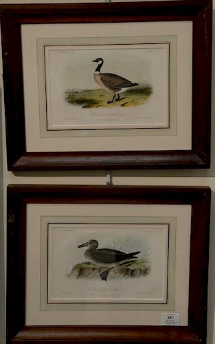 Four Cassin's Illustrations on stone by Wm. E. Hitchcock lithograph, printed and colored by J. T. Bowen to include: 
The Kirt