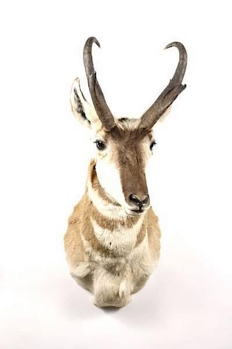 Taxidermy Prong Horn Antelope Shoulder Mount