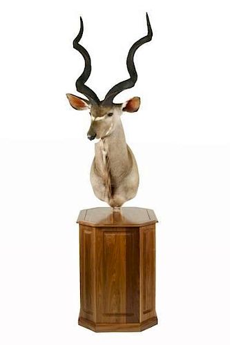 Greater Kudu Mount on Wooden Pedestal Base