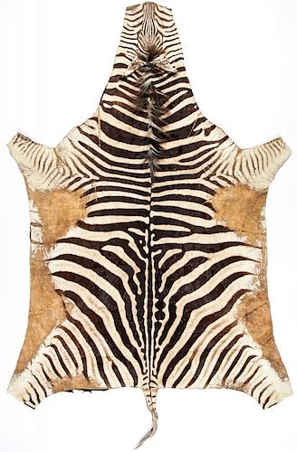 Zebra Hide Rug: 6'4'' x 10'