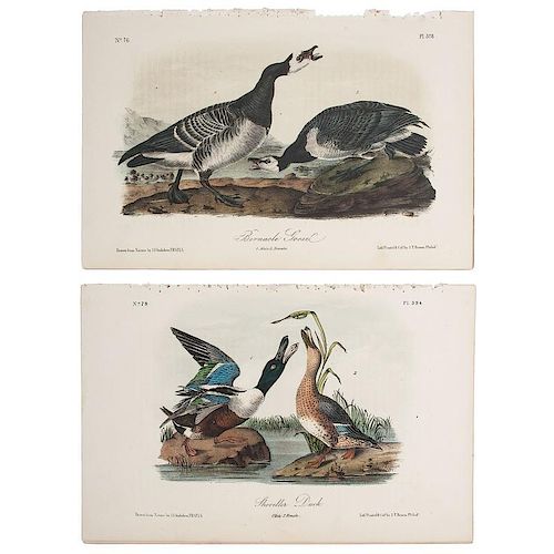 Audubon Birds of America Hand-Colored Lithographs, Bowen Octavo Edition, Lot of 12